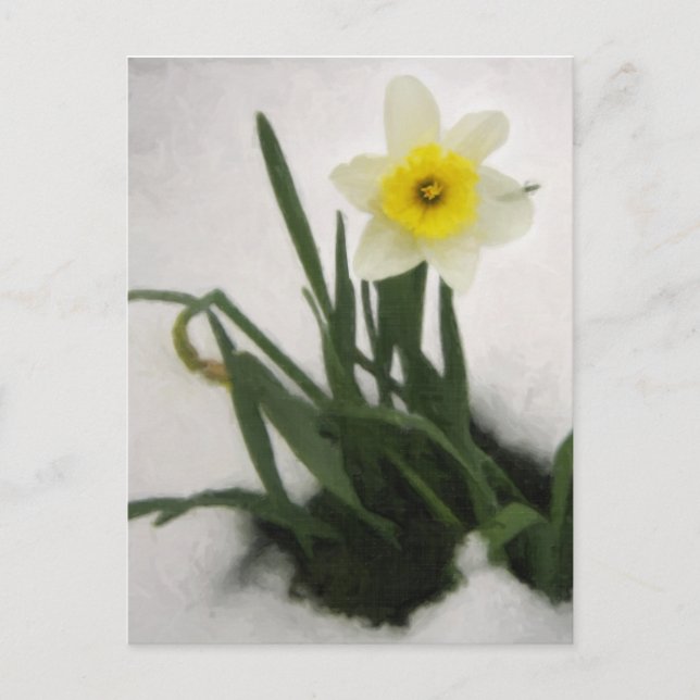 Postal Daffodil en la nieve (Anverso)