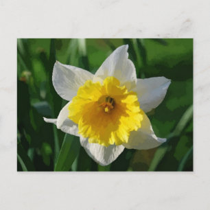 Postal Daffodil gigante
