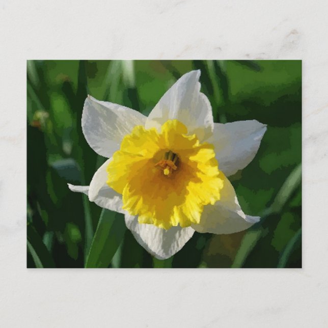Postal Daffodil gigante (Anverso)