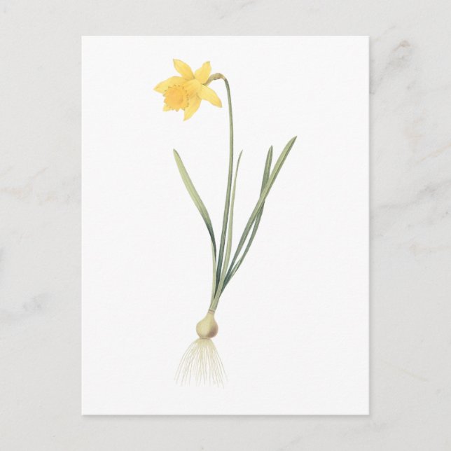 Postal daffodil(Narcissus pseudo-narciso) de Redouté (Anverso)