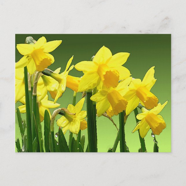 Postal DAFFODILES DE PRIMAVERA de SHARON SHARPE (Anverso)