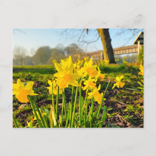 Postal Daffodils (Anverso)