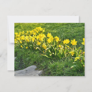 Postal Daffodils