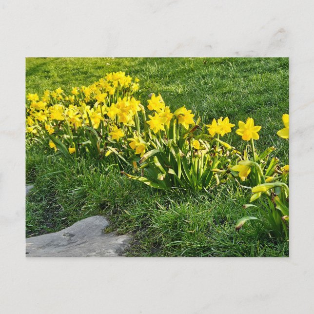 Postal Daffodils (Anverso)