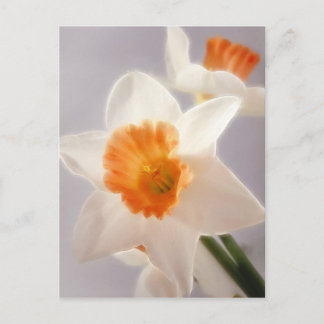 Postal Daffodils