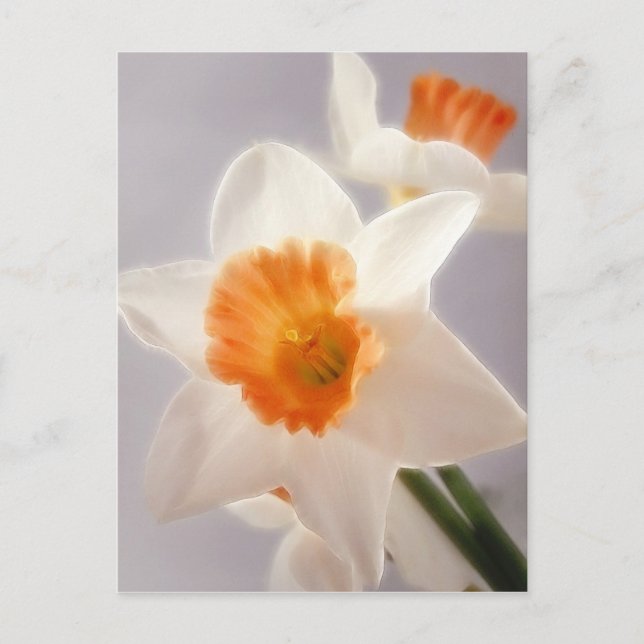 Postal Daffodils (Anverso)