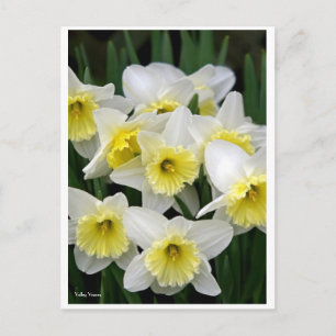 Postal Daffodils