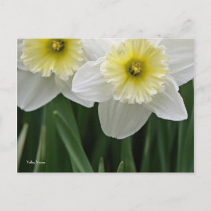 Postal Daffodils