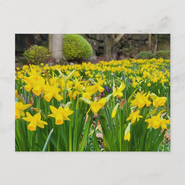 Postal Daffodils (Anverso)