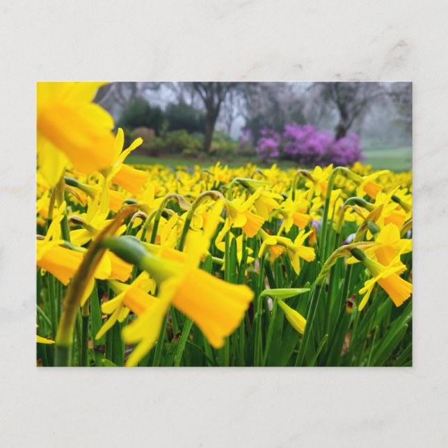 Postal Daffodils  (Anverso)
