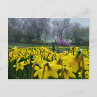 Postal Daffodils 