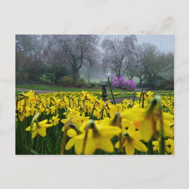 Postal Daffodils  (Anverso)