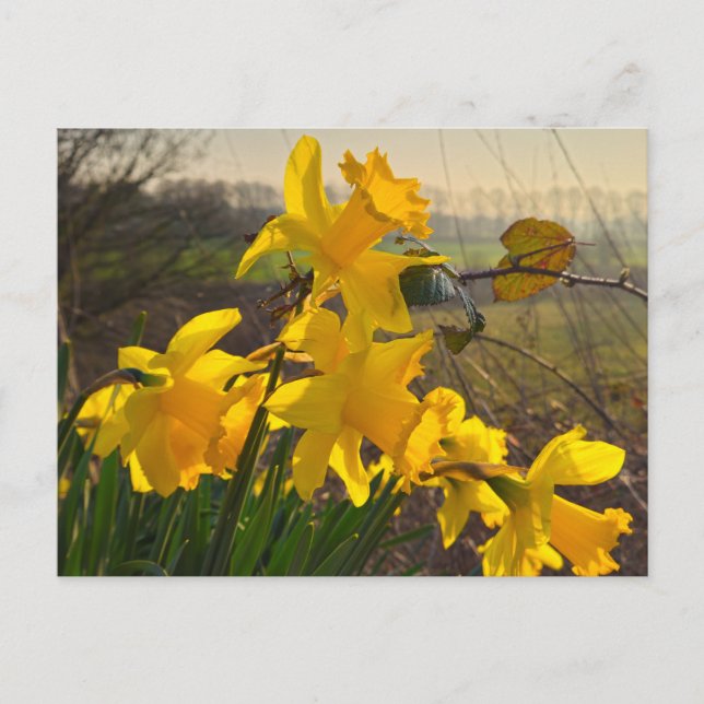 Postal Daffodils (Anverso)