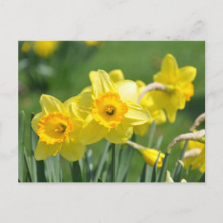 Postal Daffodils