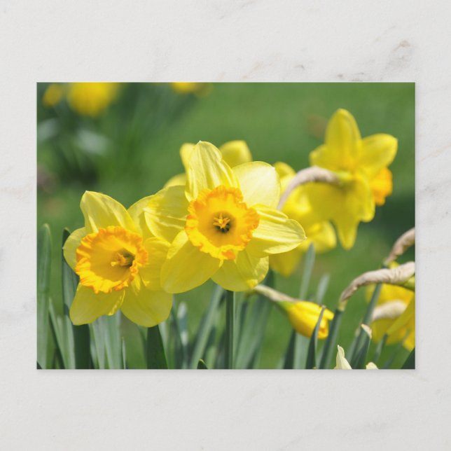Postal Daffodils (Anverso)