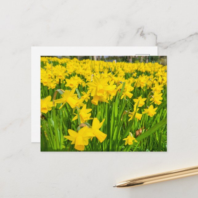 Postal Daffodils (Anverso/Reverso In Situ)