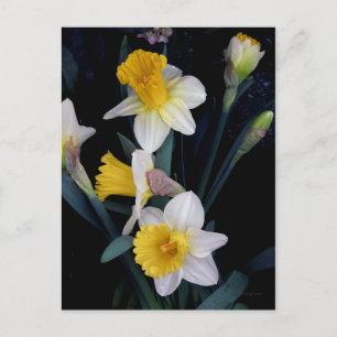 Postal Daffodils