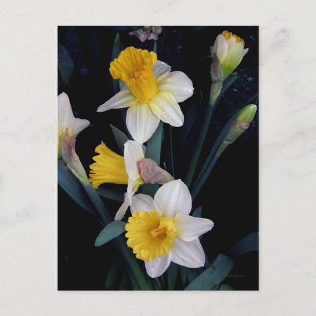 Postal Daffodils (Anverso)