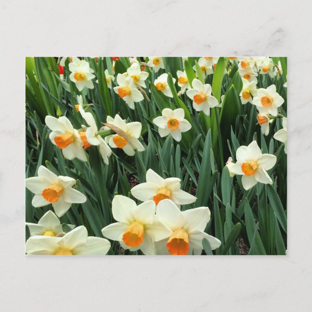 Postal Daffodils (Anverso)