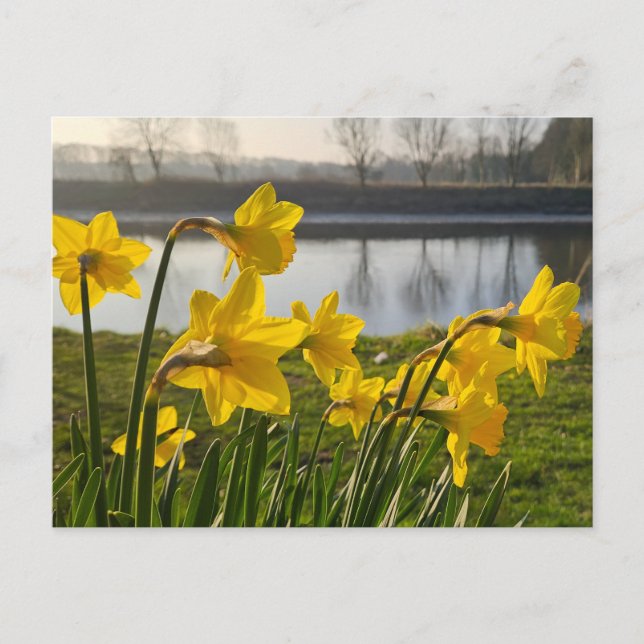 Postal Daffodils (Anverso)
