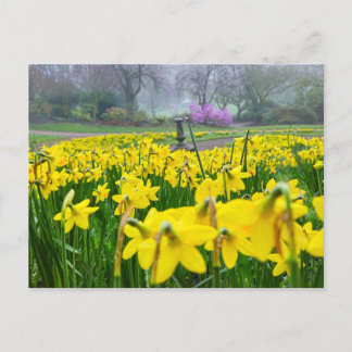 Postal Daffodils 
