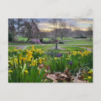 Postal Daffodils