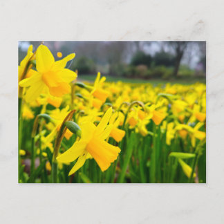 Postal Daffodils 