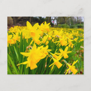 Postal Daffodils