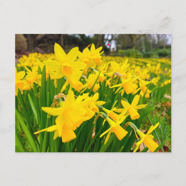 Postal Daffodils (Anverso)