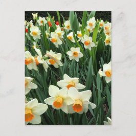 Postal Daffodils