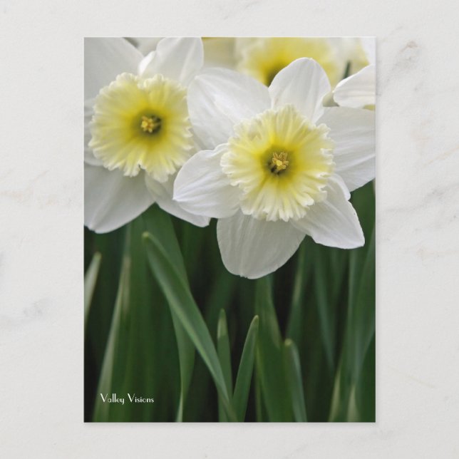 Postal Daffodils (Anverso)
