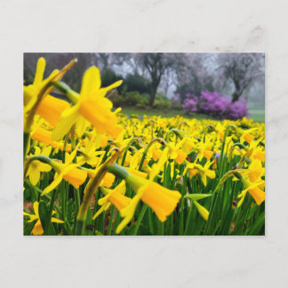 Postal Daffodils 