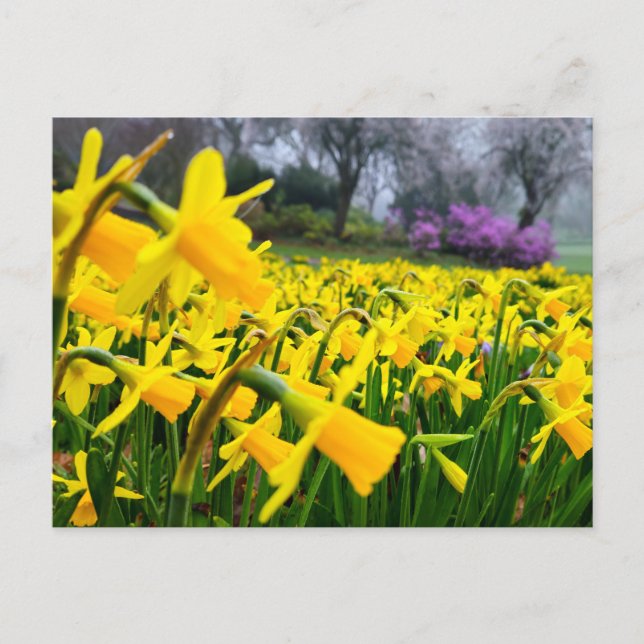 Postal Daffodils  (Anverso)