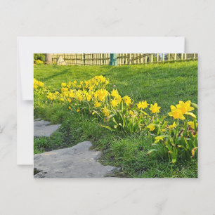 Postal Daffodils