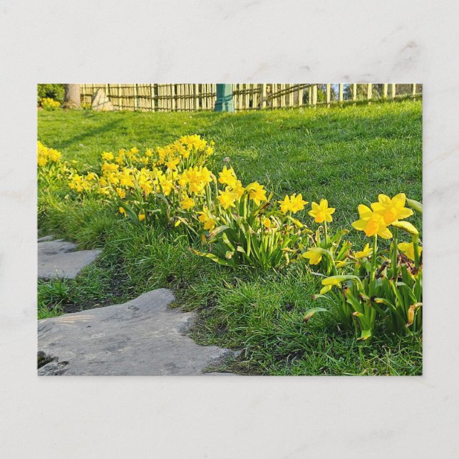 Postal Daffodils (Anverso)
