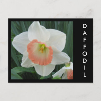 Postal daffodils2, DAFFODIL
