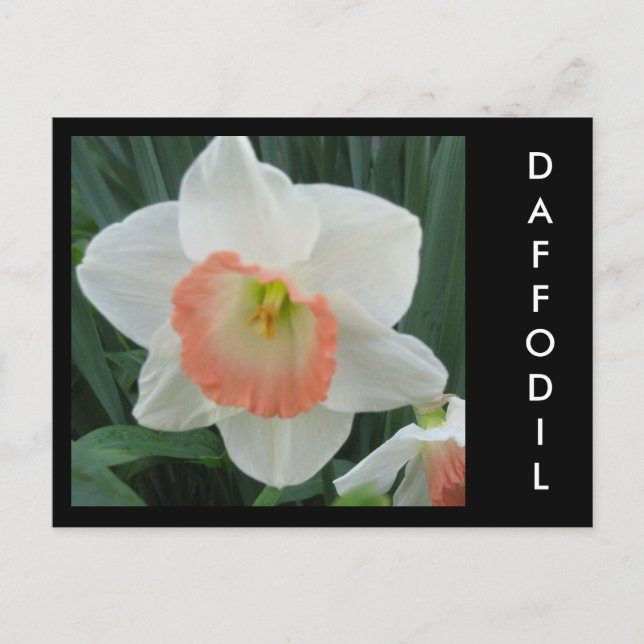 Postal daffodils2, DAFFODIL (Anverso)
