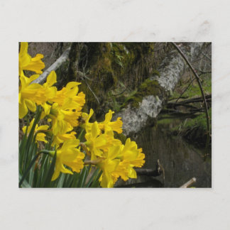 Postal Daffodils 01