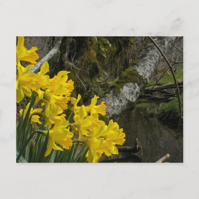 Postal Daffodils 01 (Anverso)