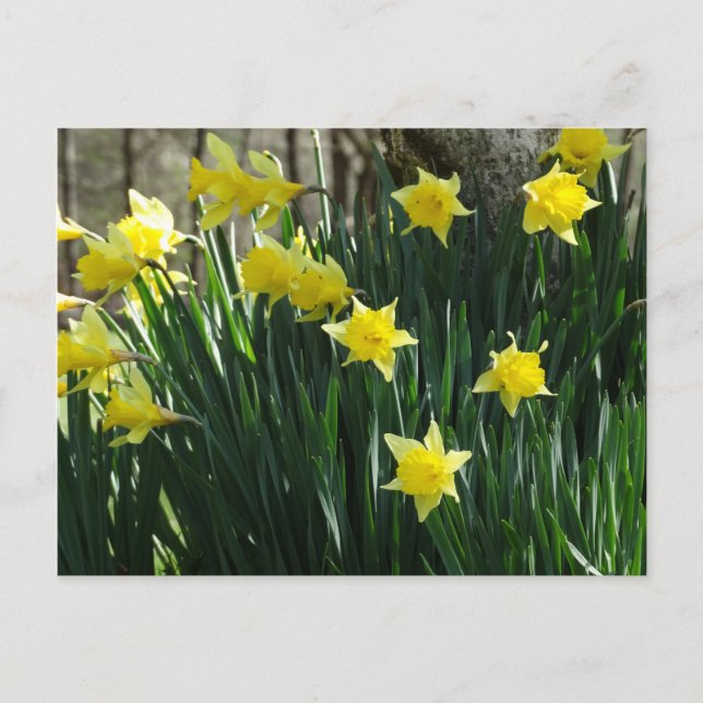 Postal Daffodils amarillos (Anverso)