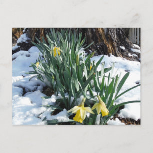 Postal Daffodils amarillos en la nieve
