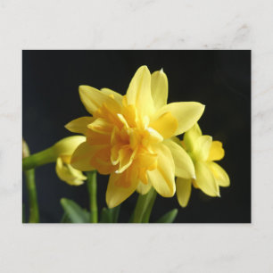 Postal Daffodils de doble flor