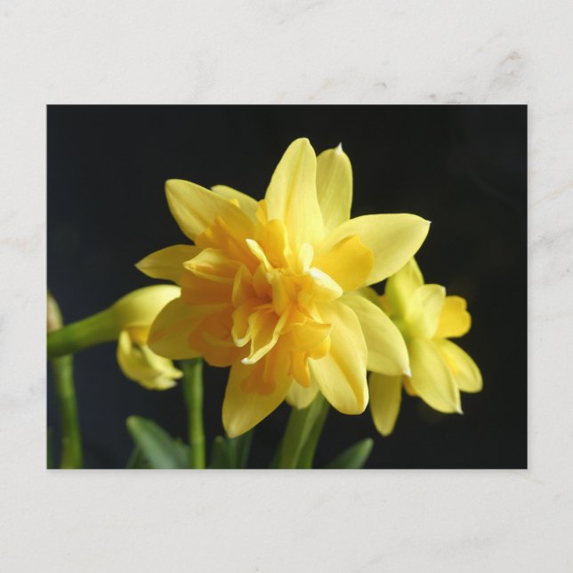 Postal Daffodils de doble flor (Anverso)