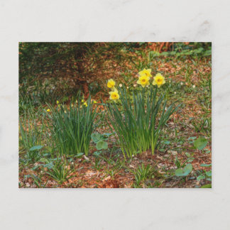 Postal Daffodils de primavera temprana