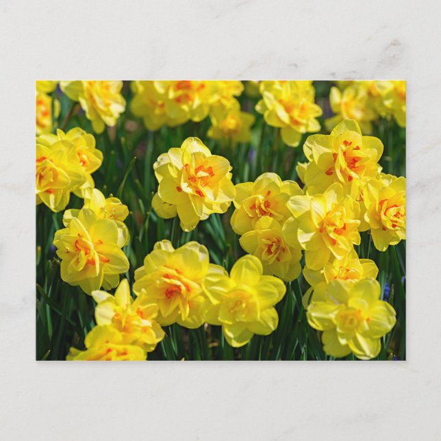 Postal Daffodils dobles (Anverso)