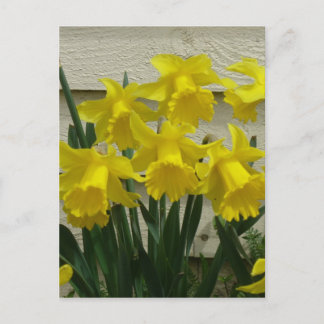 Postal Daffodils en la isla Unalaska