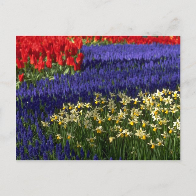 Postal Daffodils, jacintos y tulipanes (Anverso)