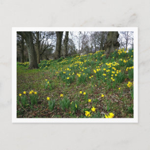 Postal Daffodils. Jardines Sophia, Cardiff, Gales. Reino