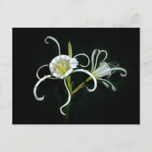 Postal Daffodils peruanos