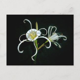 Postal Daffodils peruanos